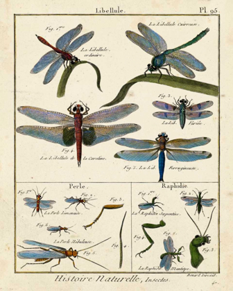 Picture of HISTOIRE NATURELLE INSECTS I