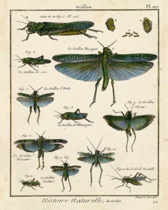 Picture of HISTOIRE NATURELLE INSECTS II