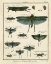 Picture of HISTOIRE NATURELLE INSECTS II