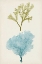 Picture of AQUA AND CITRON CORAL II