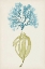 Picture of AQUA AND CITRON CORAL IV