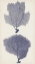 Picture of INDIGO SEAFANS I