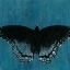 Picture of CHAMBRAY BUTTERFLIES II