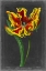 Picture of MIDNIGHT TULIP III