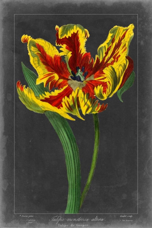 Picture of MIDNIGHT TULIP III