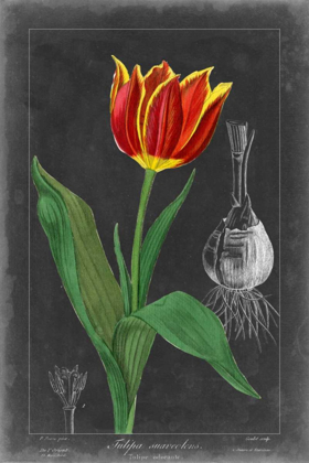 Picture of MIDNIGHT TULIP IV