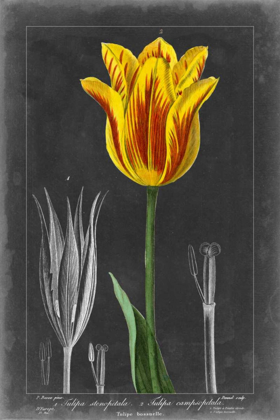 Picture of MIDNIGHT TULIP V