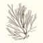 Picture of SEAWEED COLLECTION IX