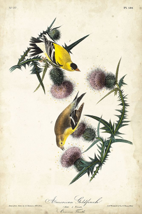 Picture of AMERICAN GOLDFINCH