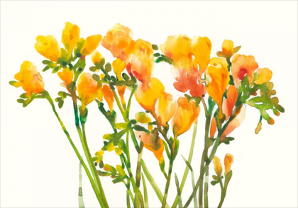 Picture of FREESIA II