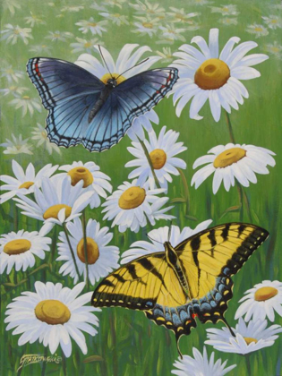 Picture of BUTTERFLIES AND DAISIES