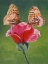 Picture of SHARING A ROSE