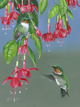 Picture of HUMMERS AND FUCHSIA