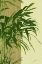 Picture of PAINTED CONTRAST LEAVES I