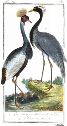 Picture of BUFFON CRANES AND HERONS II