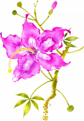 Picture of HIBISCUS FLOWER I