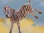 Picture of BUCKING ZEBRA