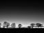 Picture of TREELINE LIGHT