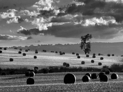 Picture of ROLLS OF HAY