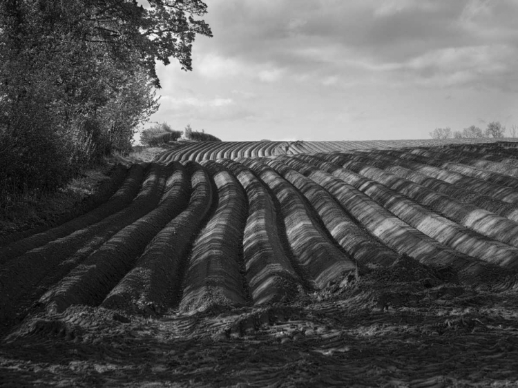 Picture of FURROWS