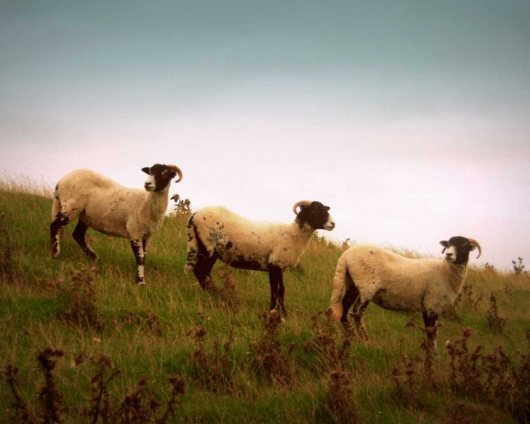 Picture of WOOLY FRIENDS I