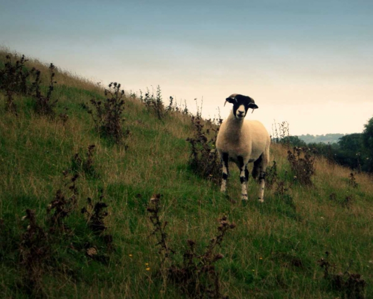 Picture of WOOLY FRIENDS II