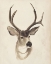 Picture of WATERCOLOR ANIMAL STUDY II