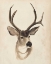 Picture of WATERCOLOR ANIMAL STUDY II