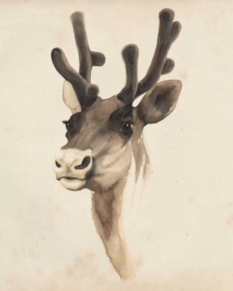 Picture of WATERCOLOR ANIMAL STUDY III
