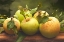 Picture of JILLS GREEN APPLES I