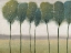 Picture of ROW OF TREES I