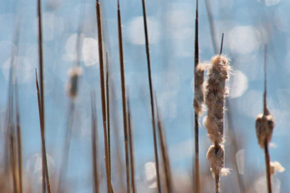 Picture of LIGHT DANCE ON CATTAILS I