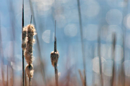 Picture of LIGHT DANCE ON CATTAILS II