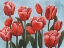 Picture of RUBY TULIPS II