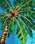 Picture of UNDER THE PALMS I