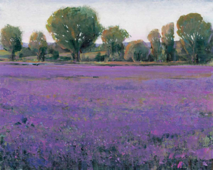 Picture of LAVENDER FIELD I