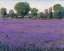 Picture of LAVENDER FIELD I