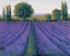 Picture of LAVENDER FIELD II