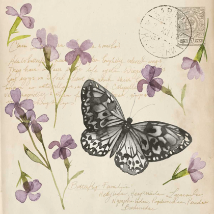 Picture of PRESSED FLOWER COLLECTION A