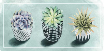 Picture of SUCCULENT LOVE COLLECTION C