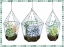 Picture of SUCCULENT SWATCH COLLECTION A