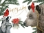 Picture of TIMBERLAND CHRISTMAS COLLECTION A