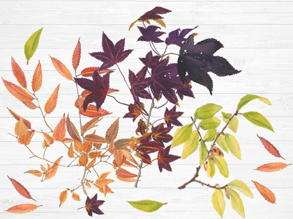 Picture of SWEET FOLIAGE COLLECTION A