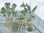 Picture of MES PLANTES COLLECTION A