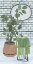 Picture of MES PLANTES COLLECTION B