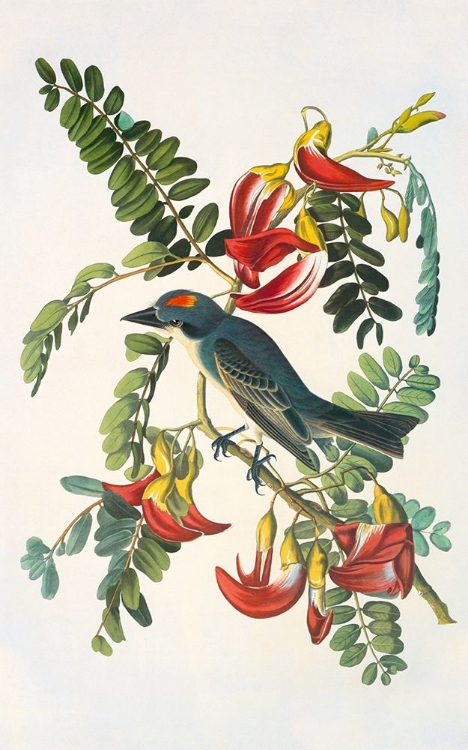 Picture of GRAY TYRANT