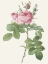 Picture of ROSA BIFERA OFFICINALIS