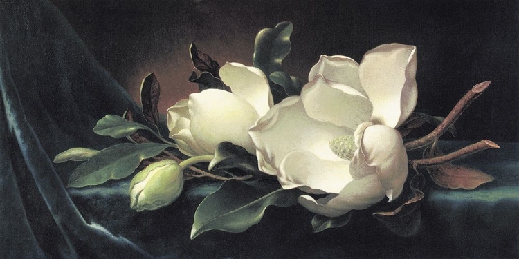 Picture of MAGNOLIA BLOSSOM ON BLUE VELVET