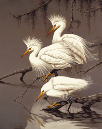 Picture of SNOWY EGRETS