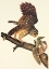 Picture of BARRED OWL